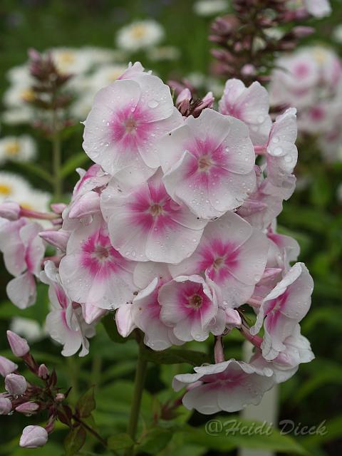 Phlox Juttas Rosenauge.JPG